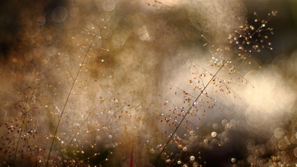 Grass flowers on bokeh background