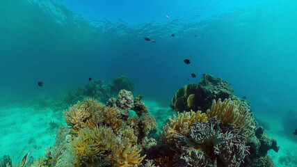 Fototapeta na wymiar Colourful tropical coral reef. Scene reef. Seascape under water. Philippines.
