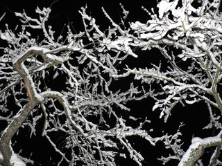 A snowy apple tree on a winter night