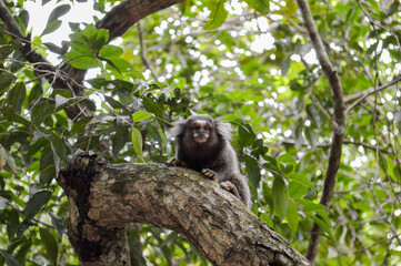 Monkey in the jungle stalking on a branch