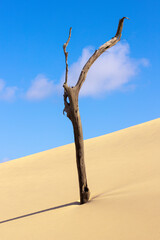 dead tree