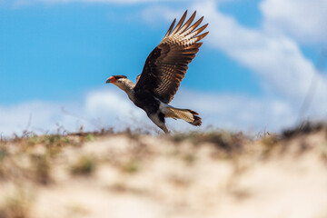 eagle in flight