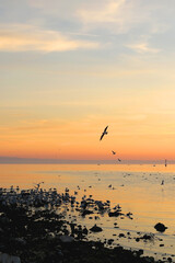 Flock of seagulls on the beach and beautiful sunset. Landscape in Split, Croatia.