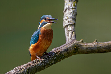 Eisvogel (Alcedo atthis) verschluckt Fisch