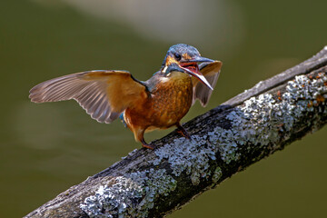 Eisvogel (Alcedo atthis)
