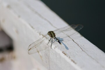 dragonfly from India