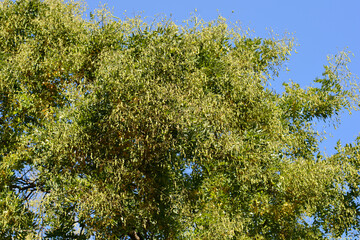 Japanese pagoda tree