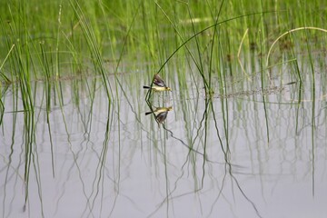 birds in India wildlife