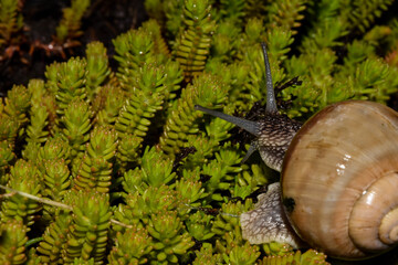 Snail in grass in night