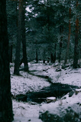 Bosque nevado 