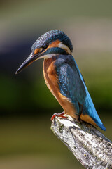 Eisvogel (Alcedo atthis)