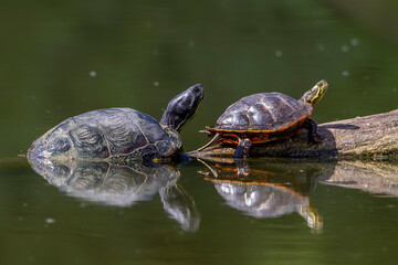 Rotwangen- und Gelbbauchschmuckschildkröte