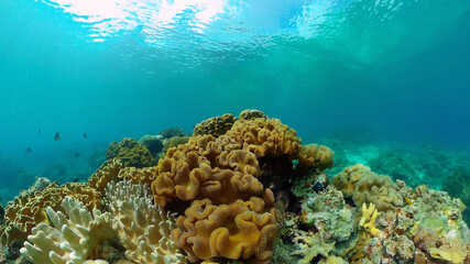 Tropical coral reef and fishes underwater. Hard and soft corals. Underwater video. Philippines.