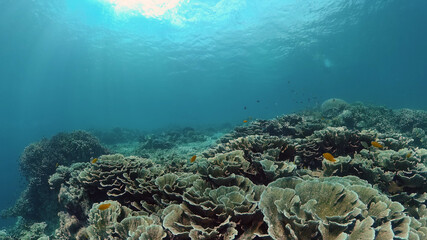 Beautiful underwater landscape with tropical fishes and corals. Life coral reef. Philippines.