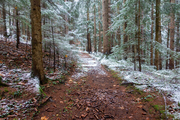 ANGEZUCKERTER WALDWEG . FOREST PATH WITH POWDER SNOW