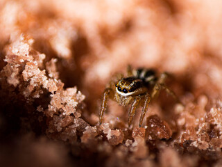 small spider