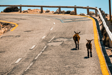 Goats walking on a roda in Spain
