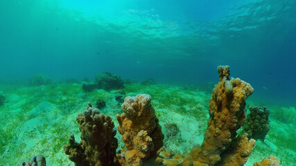 Reef Coral Tropical Garden. Tropical underwater sea fish. Colourful tropical coral reef. Philippines.