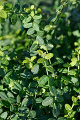 Wintercreeper Minimus