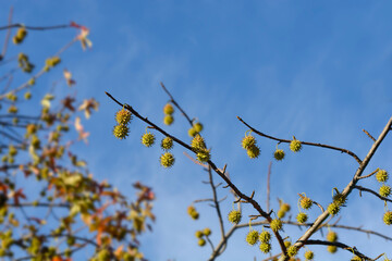 American sweetgum