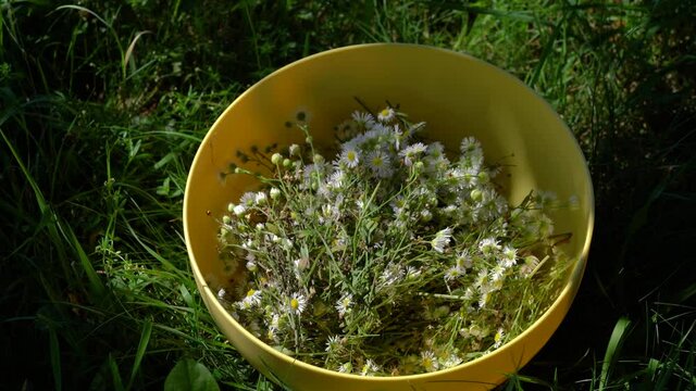 Prairie Fleabane field flowers in slight breeze (Erigeron strigosus), bowl - (4K)