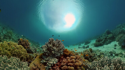 Fototapeta na wymiar Reef Coral Tropical Garden. Tropical underwater sea fish. Colourful tropical coral reef. Philippines.