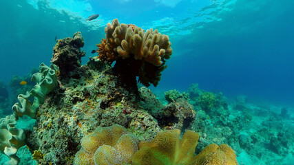 Coral reef and tropical fishes. The underwater world of the Philippines. Philippines.