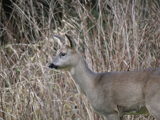 roe deer goat in grey winterfur against grey background