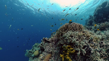 Tropical fishes and coral reef at diving. Underwater world with corals and tropical fishes. Philippines.