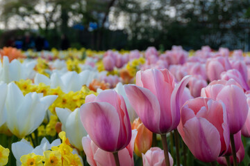 Tulip field in Rotterdam, the Netherlands