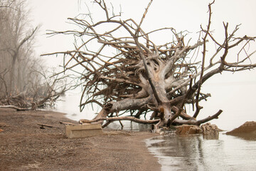 Large trees that have fallen over on point pelee beach