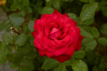 Beautiful perfect red roses in close-up.