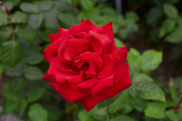 Beautiful perfect red roses in close-up.