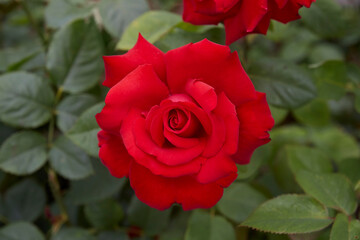 Beautiful perfect red roses in close-up.