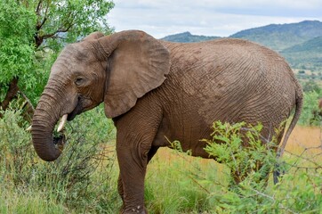 Fototapeta na wymiar Elephant eating off the dense bush in Southern Africa