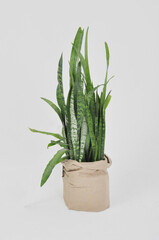 Sansevieria
A genus of stemless evergreen perennial herbaceous plants in the Asparagus family.