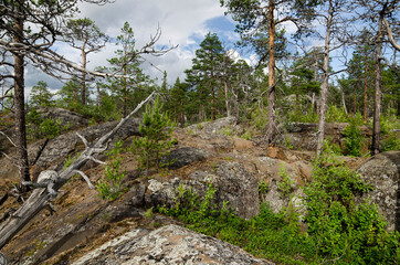 Forest on the shore of the northern lake