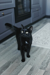 Cat in the house - a black cat on the floor with kitchen in the background. Cozy home and hygge trendy concept. Scandinavian style, hygge, autumn or winter weekend cozy concept.