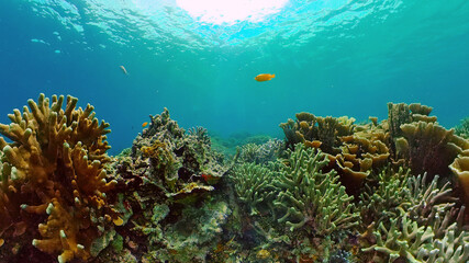 Fototapeta na wymiar Tropical coral reef and fishes underwater. Hard and soft corals. Underwater video. Philippines.