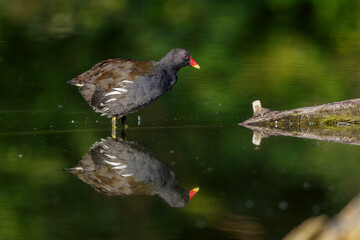 Teichhuhn (Gallinula chloropus)