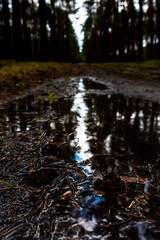 A pine forest on a wet morning
