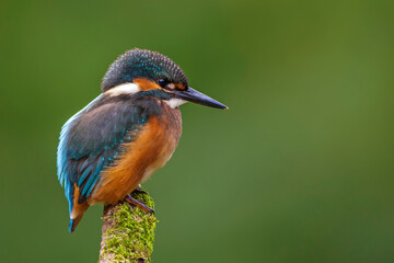 Eisvogel (Alcedo atthis)