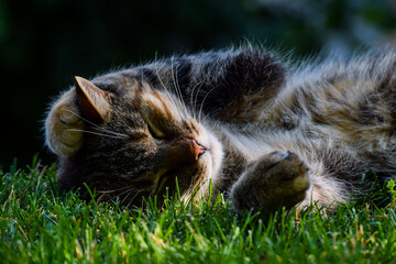 Cat laying in grass holding her paw behind her head