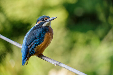 Eisvogel (Alcedo atthis)