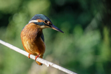 Eisvogel (Alcedo atthis)
