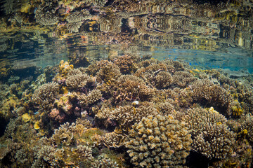 Shallow hard coral reef  while snorkeling