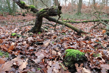 Alte tote Baumstämme auf dem Waldboden