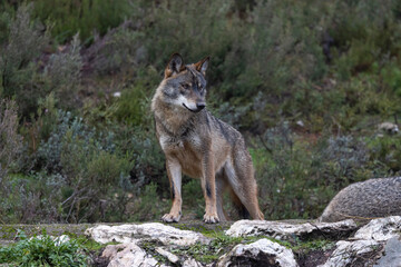 canis lupus, iberian wolf in freedom in Picos de Europa