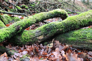 Alte tote Baumstämme auf dem Waldboden