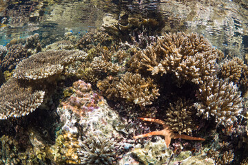 Naklejka na ściany i meble Shallow hard coral reef while snorkeling